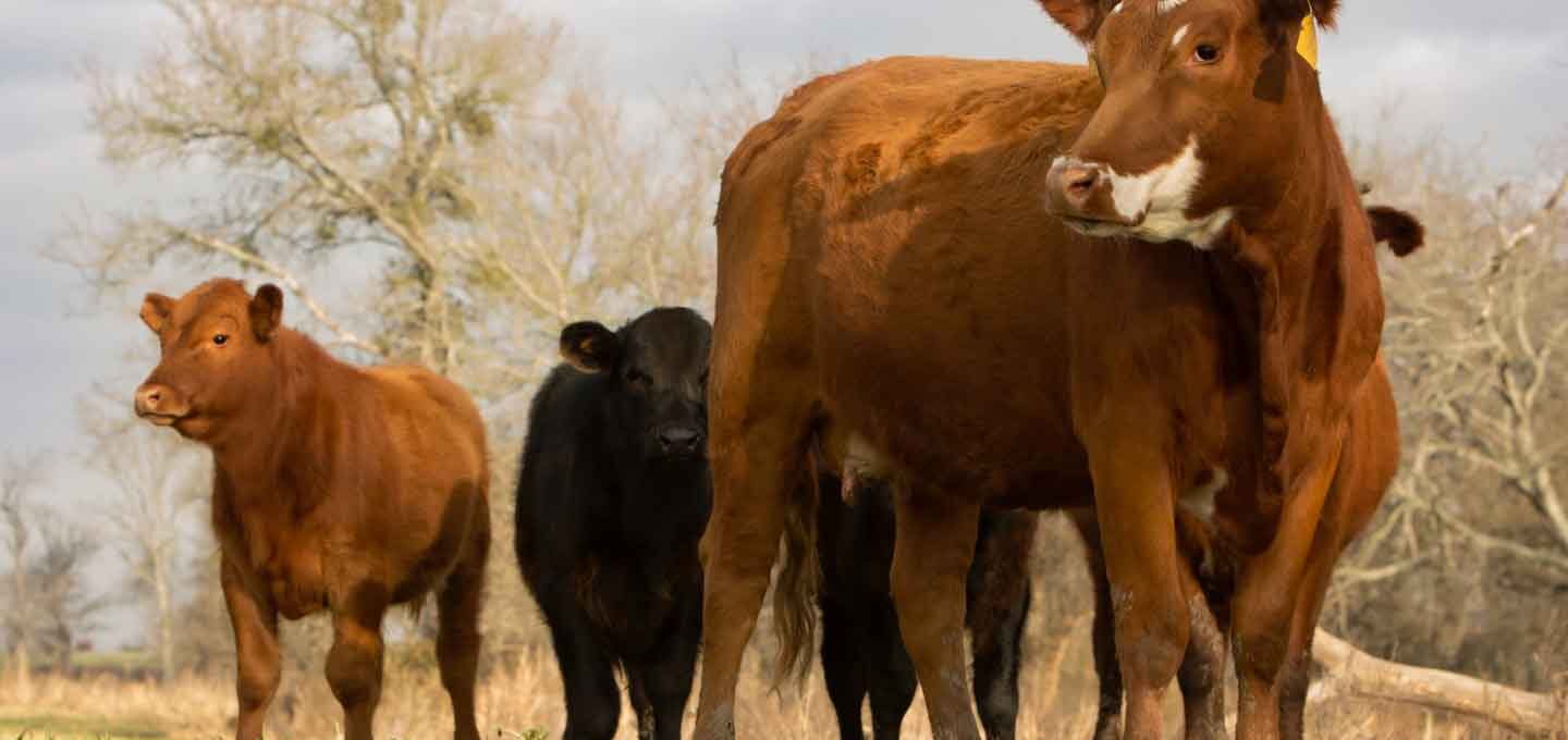 cows looking left